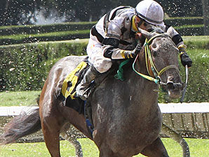 Flat Out Charming wins the 2013 Lindsay Frolic Stakes.