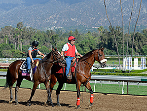 Flying Tapit preps for the 2014 Breeders' Cup.