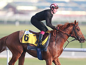 French Fifteen - Dubai March 25, 2013.