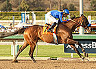 Featured Horse Profile