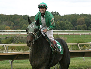 Geeky Gorgeous wins the 2013 Cornucopia Stakes.