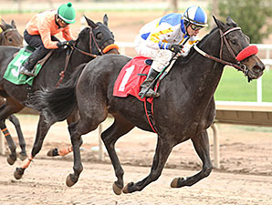 Got an Itch wins the 2013 Cactus Flower Stakes.