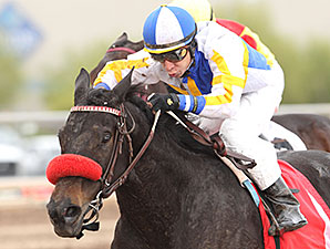 Got an Itch wins the 2013 Cactus Flower Stakes.
