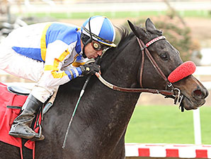 Got an Itch wins the 2013 Cactus Flower Stakes.