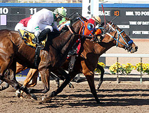Hard to Resist wins the 2014 Czaria Stakes.