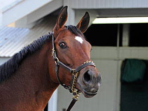Havre de Grace at Keeneland, October 28, 2011.