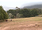 Cape Thoroughbred Sale - David Hepburn-Brown