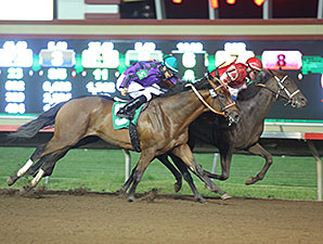 Hero On Saturday wins the 2014 Careless Navigator Overnight Stakes.