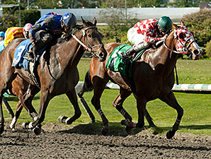 Hollywood Miss wins the Brighouse Belles Stakes.