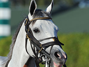 Honorable Dillon wins the 2013 Hutcheson Stakes.