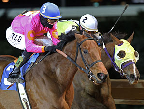 Immortal Eyes wins the 2013 Valentine's Day Handicap.