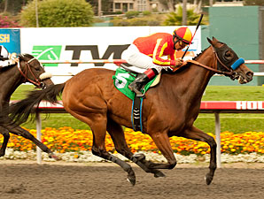 Irish Gypsy wins the Desert Storm Handicap.