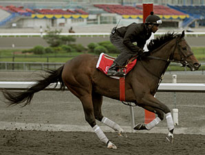 Isabeau's Ellegance at Woodbine, June 9, 2010.