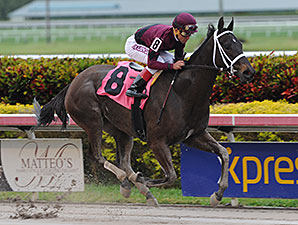 Jane of All Trades - AOC March 6, 2015 Gulfstream Park.