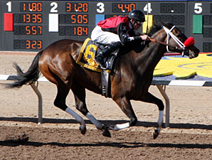 Jaws n' Paws wins the 2013 Czaria Stakes.