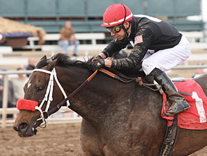 Jaws n' Paws wins the 2013 Mesa Handicap.