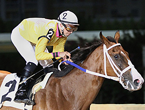Jax and Jill wins the 2013 Sylvia Bishop Memorial Stakes.