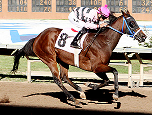 Joyful Tap win the 2013 Chamisa Handicap.