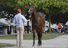 Keeneland September Sale Preview 2012