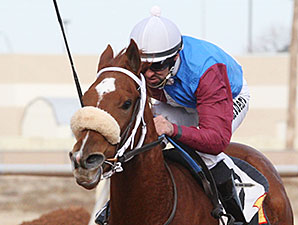 Lady Genius wins the 2013 New Mexico Eddy County Stakes.