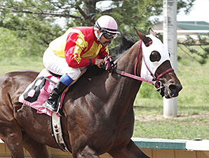 Lady Jila wins the Molly Brown.
