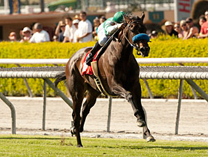 Lady of Shamrock wins the 2012 Providencia.
