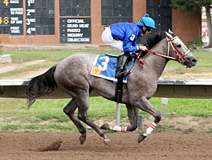 Landrys Girl wins the 2013 Dessie & Fern Sawyer Futurity Trials - Division 1.
