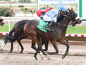 Lazy Daisy May wins the 2013 Arizona Breeders' Futurity Fillies.