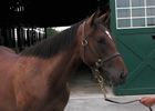 La Ville Rouge, dam of Barbaro
