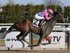 Liam's Dream wins the 2010 Cicada.