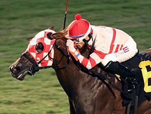 Lion Down by Me wins the 2013 Oakley Stakes.