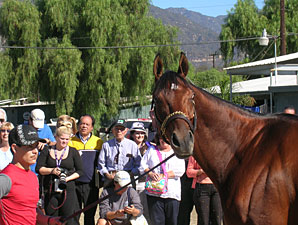 Little Mike at Santa Anita 10/28/2012.