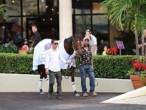 Little Mike paraded at Gulfstream Park on December 1, 2012.