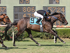 Little Polka Dot wins the 2013 Louisiana Cup Distaff Stakes.