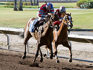 Look Quickly wins the 2013 Juan Gonzalez Memorial Stakes.