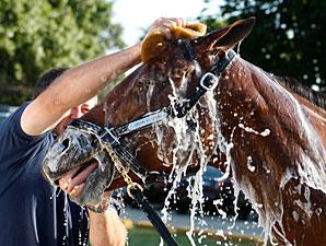 Lookin At Lucky gets a bath at Monmouth Park on July 31, 2010.