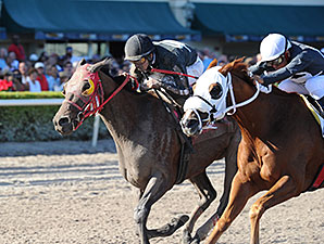 Loverbil wins the 2014 Express Stakes.