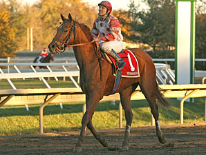 Loving Dove wins the 2010 Jersey Juv Colt.