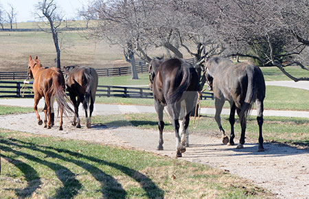 Zenyatta at Lane's End