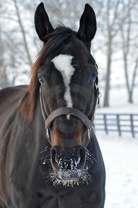 Zenyatta in Snow