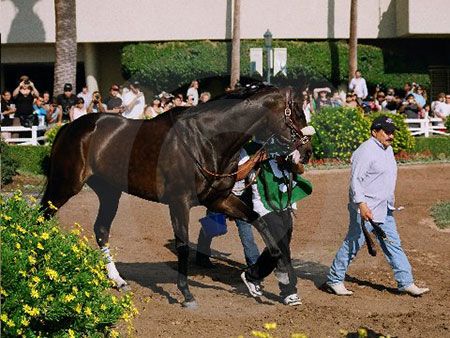 Doing her special strut in the paddock