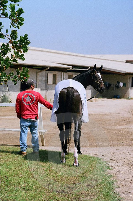 Zenyatta Looking Back