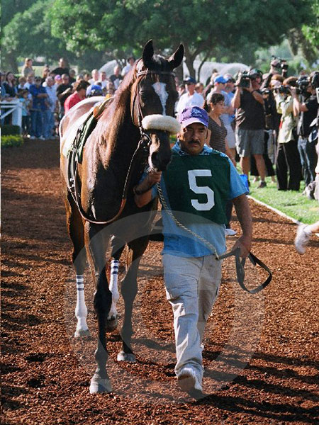 fans and media photographing Zenyatta on race day