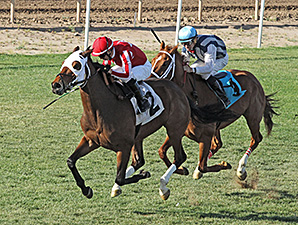 Mambo Man wins the Hasta La Vista Handicap.