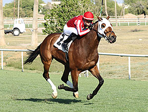 Mambo Man wins the 2014 Wildcat Handicap.