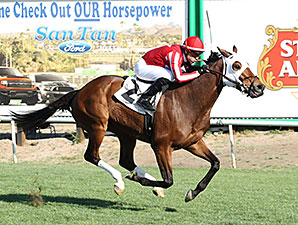 Mambo Man wins the 2014 Wildcat Handicap.