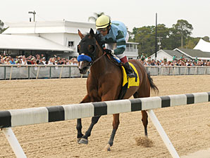 Manuka Honey wins the 2013 Suncoast Stakes.