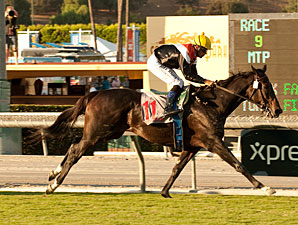 Marketing Mix wins the 2012 Rodeo Drive.