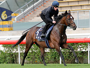 Master of Hounds - Hong Kong December 2012