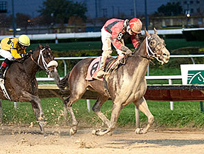 Mavericking wins the 2013 Buck's Boy Handicap.